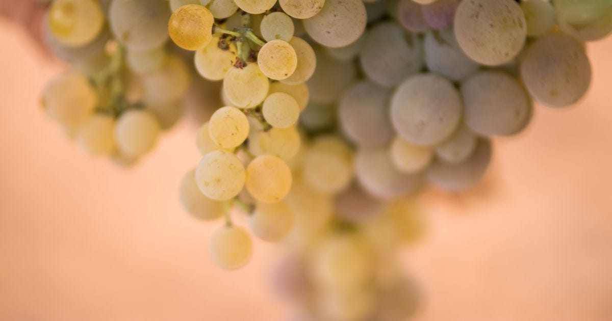 Why everyone loves Pedro Ximénez